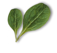 leaf2